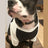 Royal Apparel 17900 50/50 Blend Doggie Baseball Tee - Black / White
