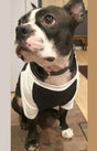 Royal Apparel 17900 50/50 Blend Doggie Baseball Tee - Black / White