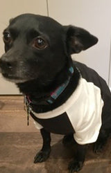 Royal Apparel 17900 50/50 Blend Doggie Baseball Tee - Black / White