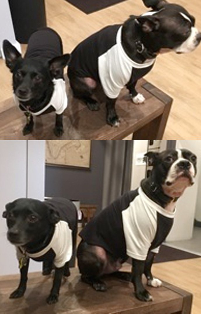 Royal Apparel 17900 50/50 Blend Doggie Baseball Tee - Black / White
