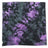 Colortone Tie - Dye Bandana - Colortone 9333 Amethyst One Size
